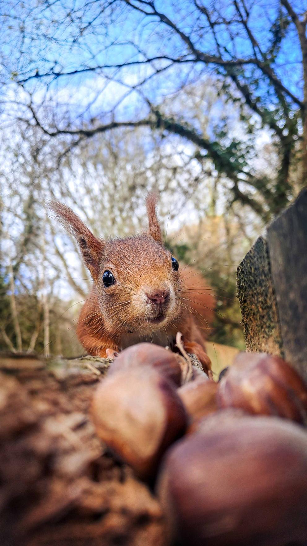 A red squirrel with nuts in a wood.