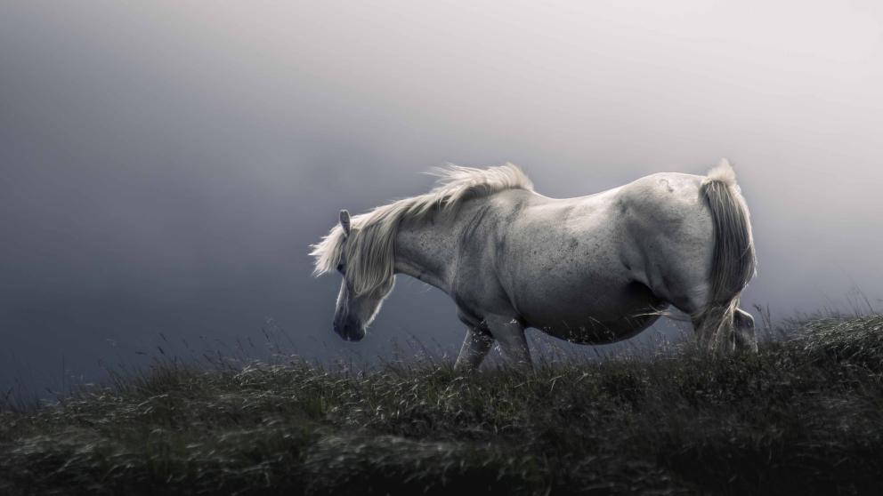 A lone horse walking on the Brecon Beacons against a grey sky.