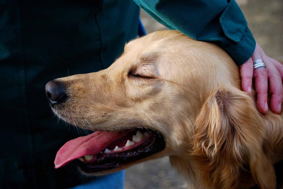 A happy dog called Harry with his owner.