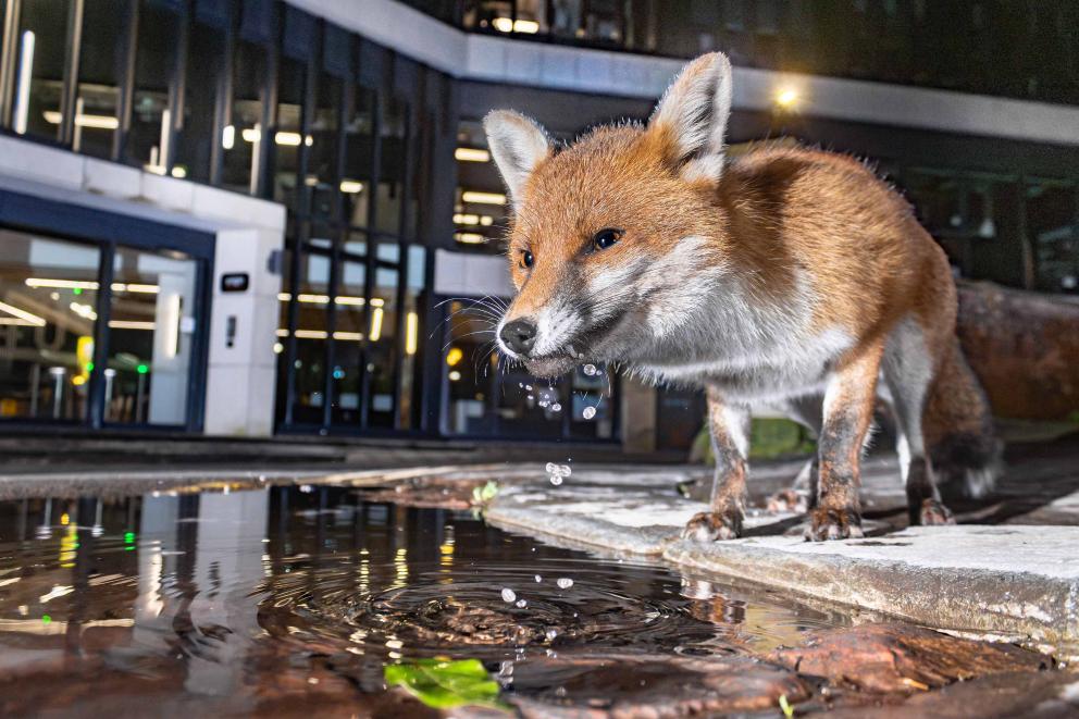 A fox drinking puddle water in a town centre.