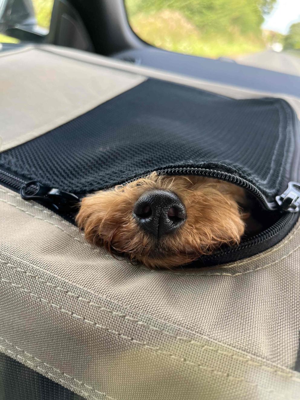 A cockapoo puppy with their nose poking through a zip in the car.