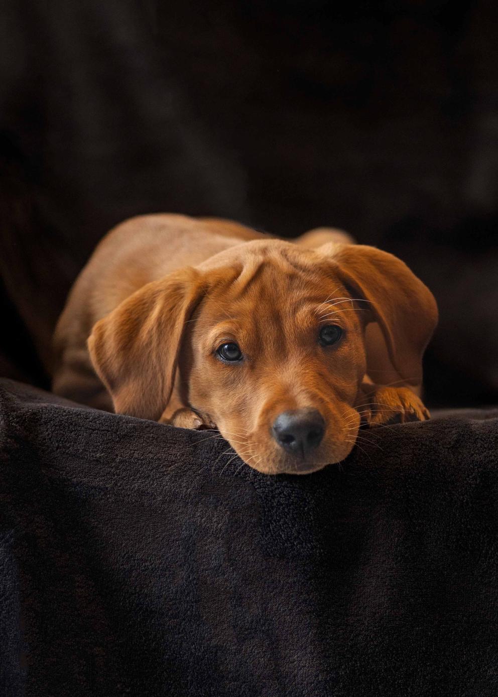 An 8 or 9 week old puppy with head down looking at the camera.