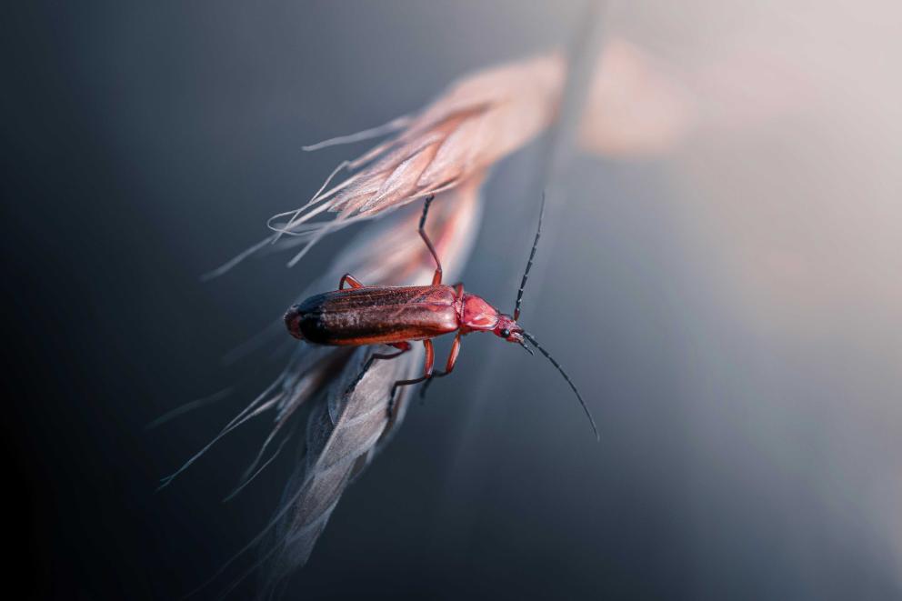 A red beetled perched ready to leap off the stem it's sitting on.