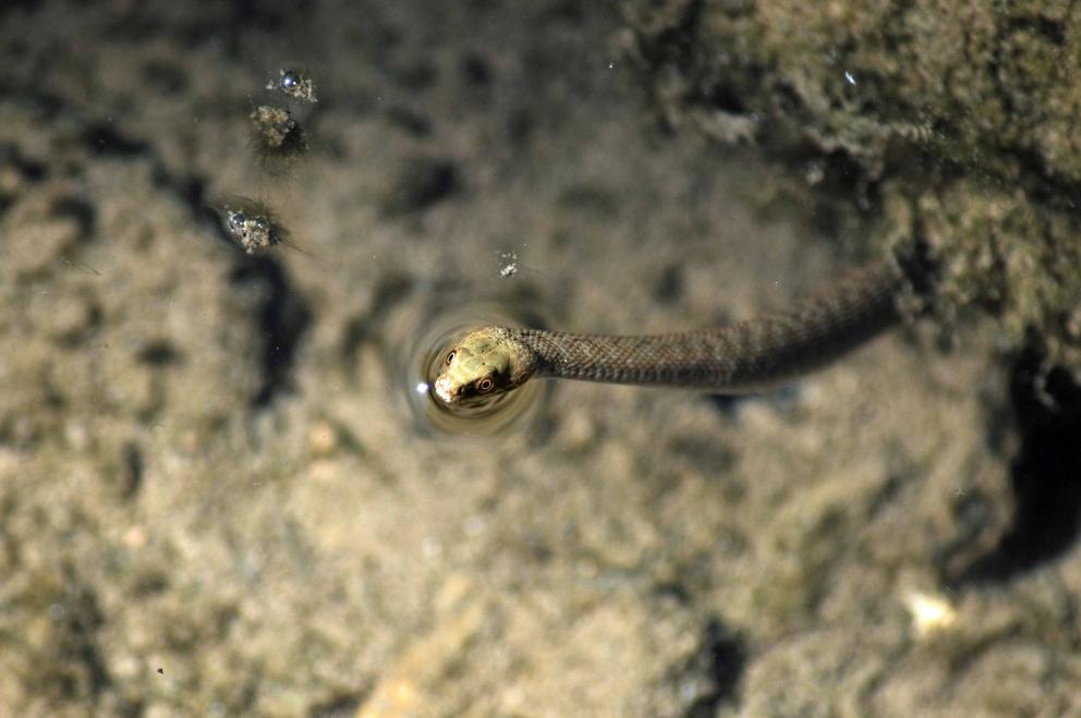 A snake swimming in a river with their head just above the water line.