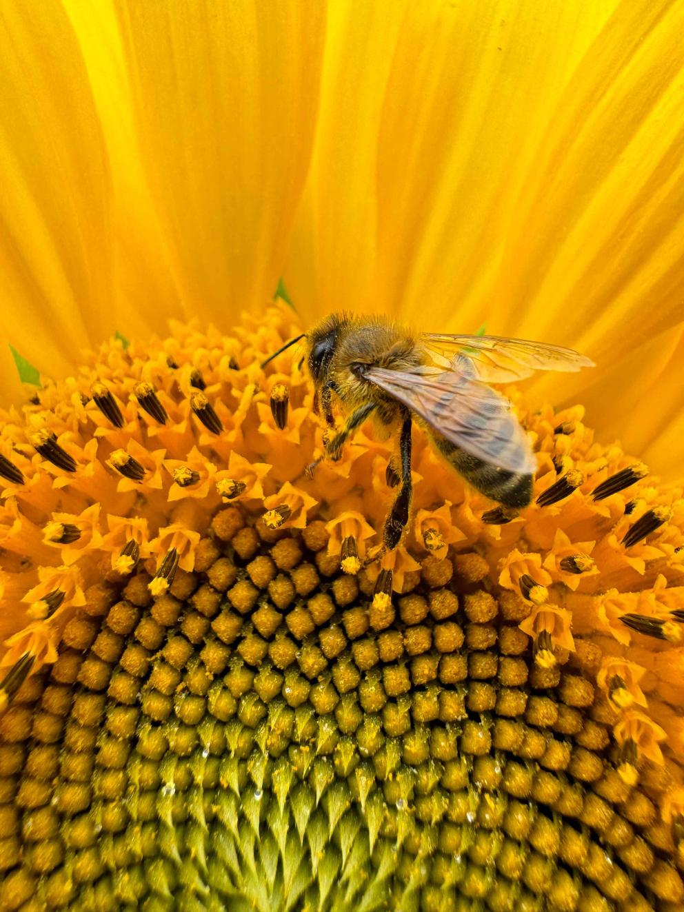 A bee collecting pollen from a sunflower.