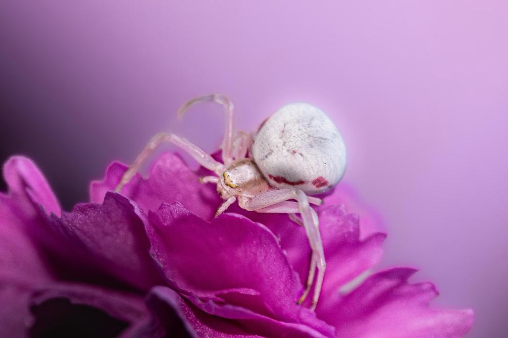 A close-up of a flower crab spider crawling on a magenta coloured flower.