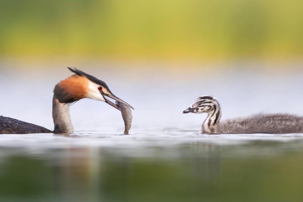 Two great crested grebes catching fish on the river.