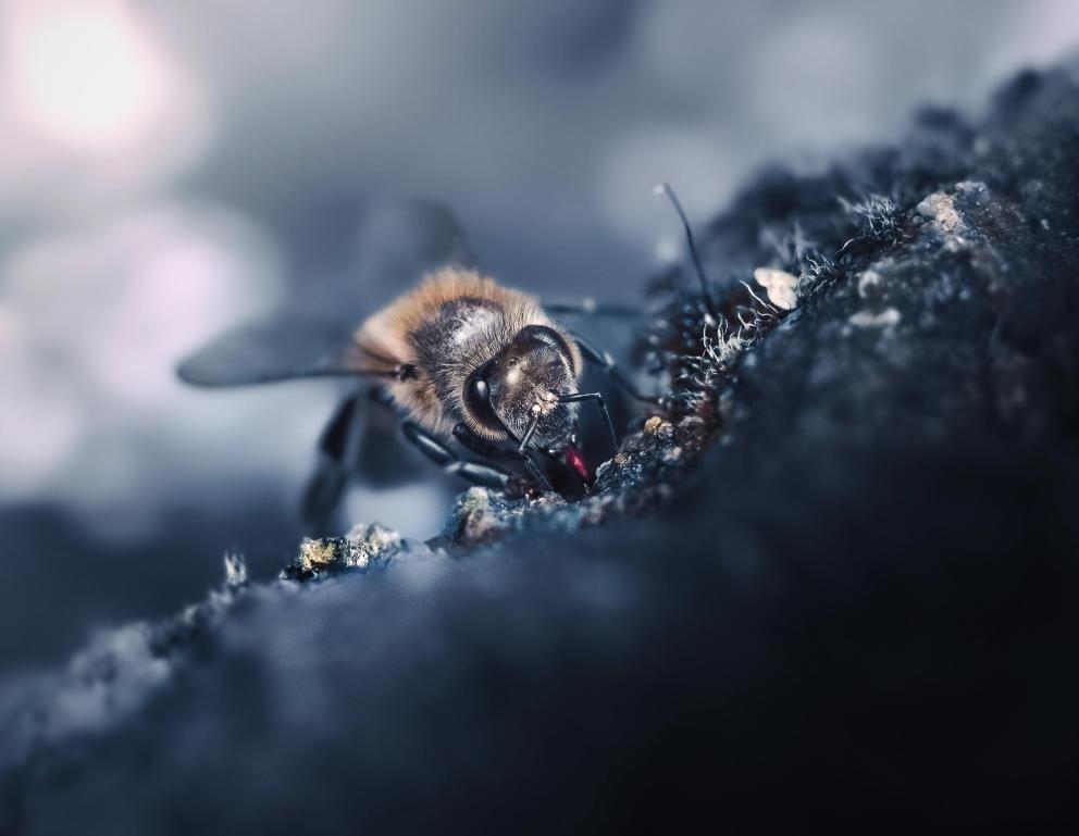 A wild honey bee sitting on a small rock.