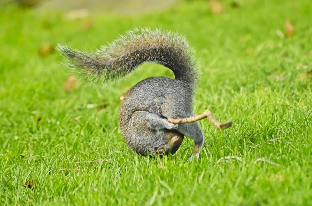 A squirrel in the grass doing a roly-poly.