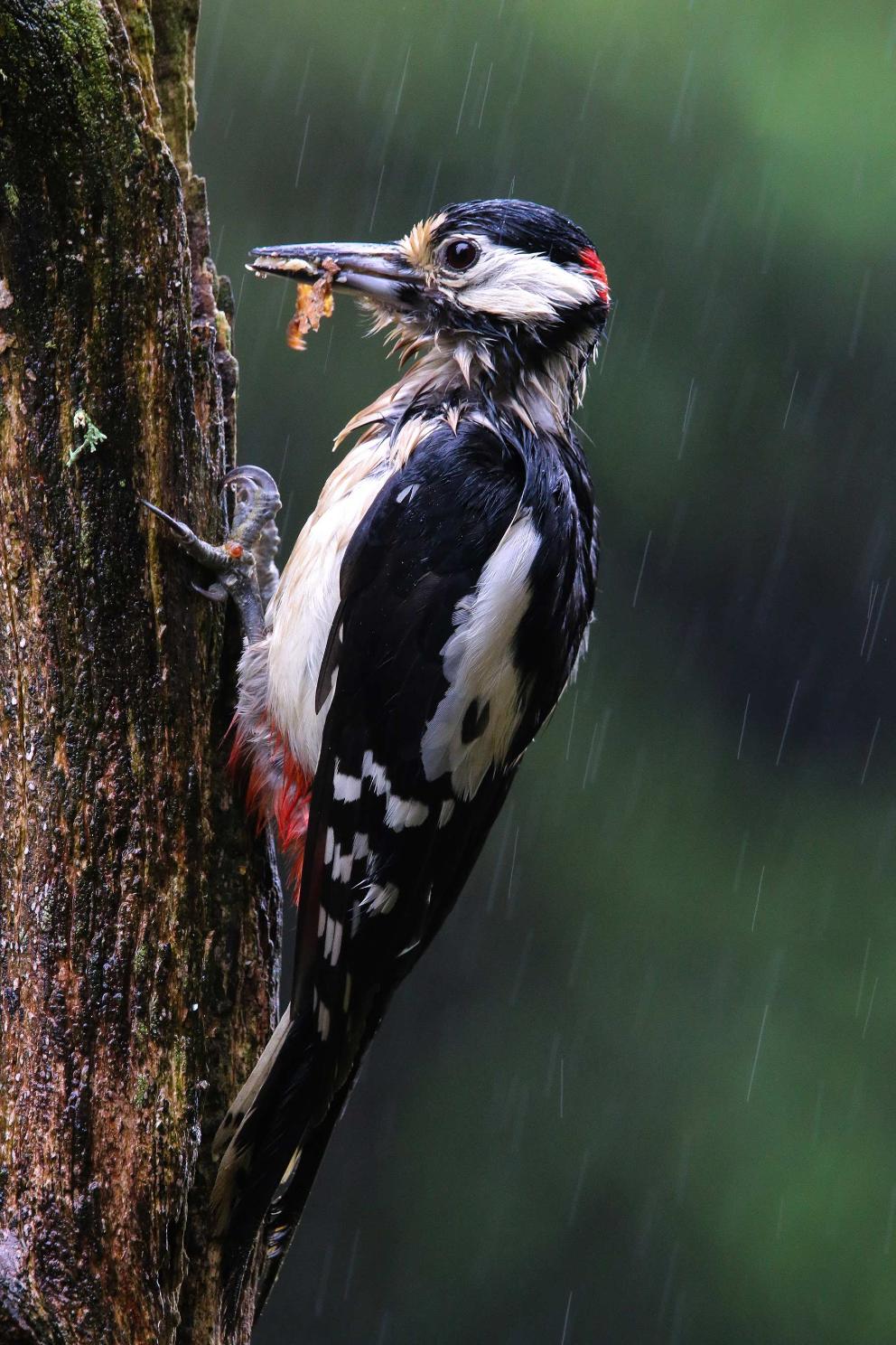 A woodpecker on a tree trunk.