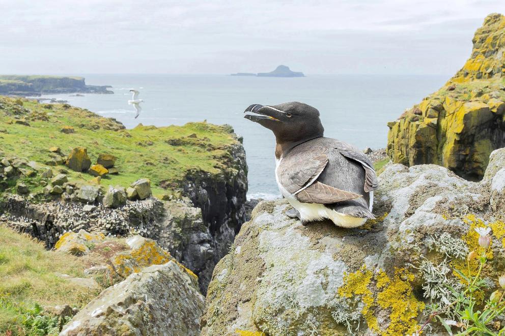 A guillemot sitting on a cliff with the sea below.