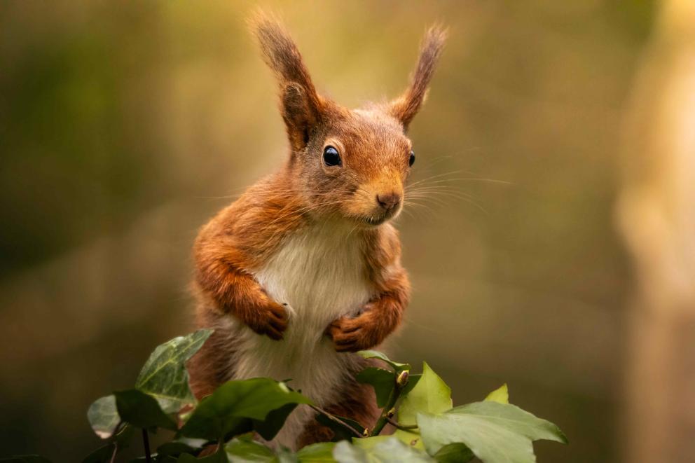 A red squirrel sitting on tree leaves.