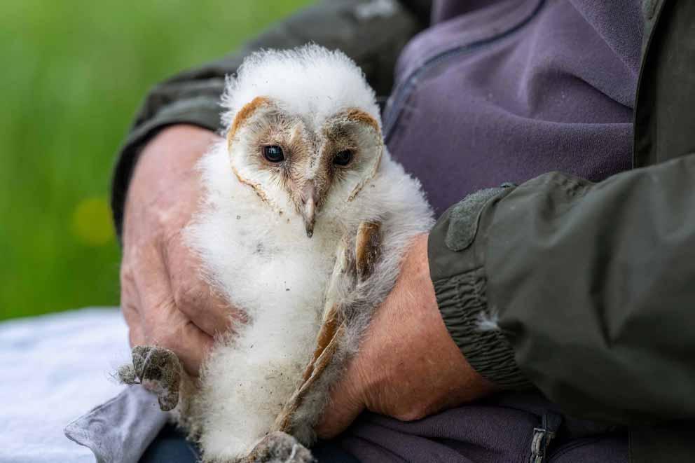 An owlet held by a professional handler.