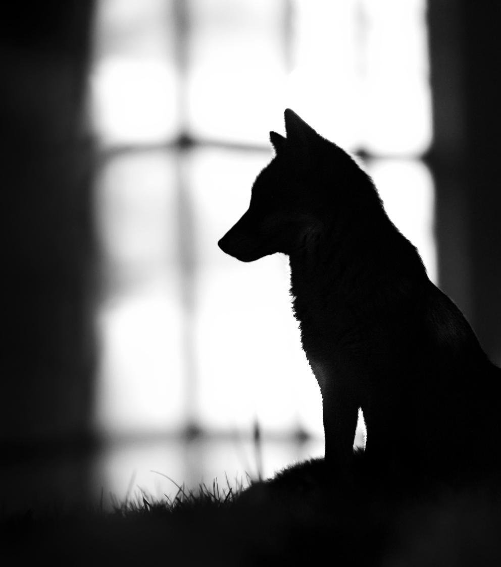 A silhouette of a fox sitting on the grass against the backdrop of a house.