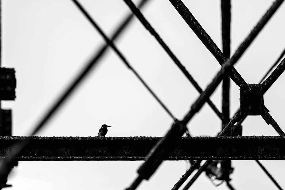 A silhouette of a bird perching on  scaffolding.