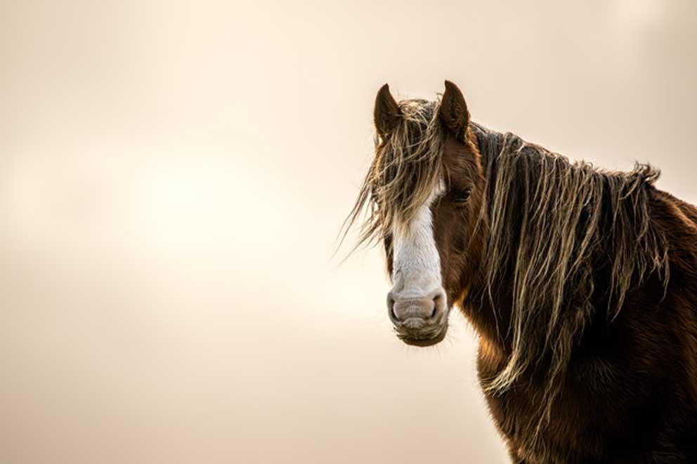 A horse looking sideways.