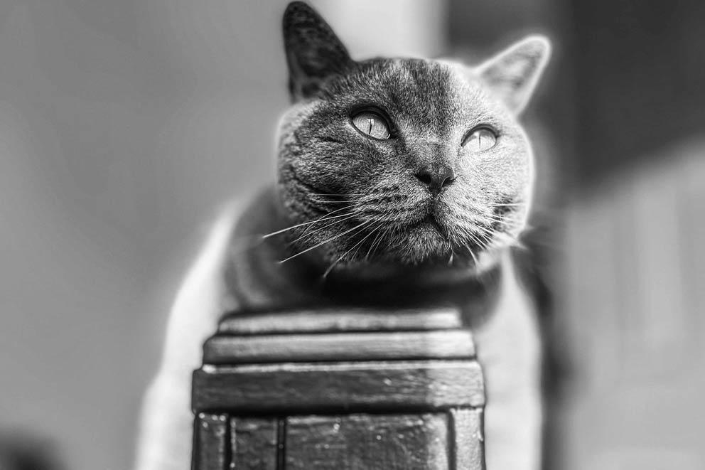 A cat perched on the bannister at the top of the stairs staring out.