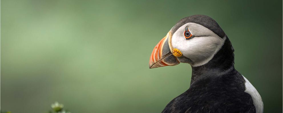 A side profile of a puffin standing in chamomiles.