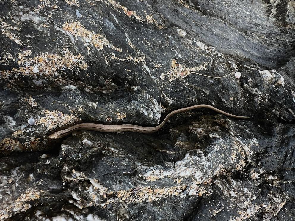 Slow worm moving across the cliff