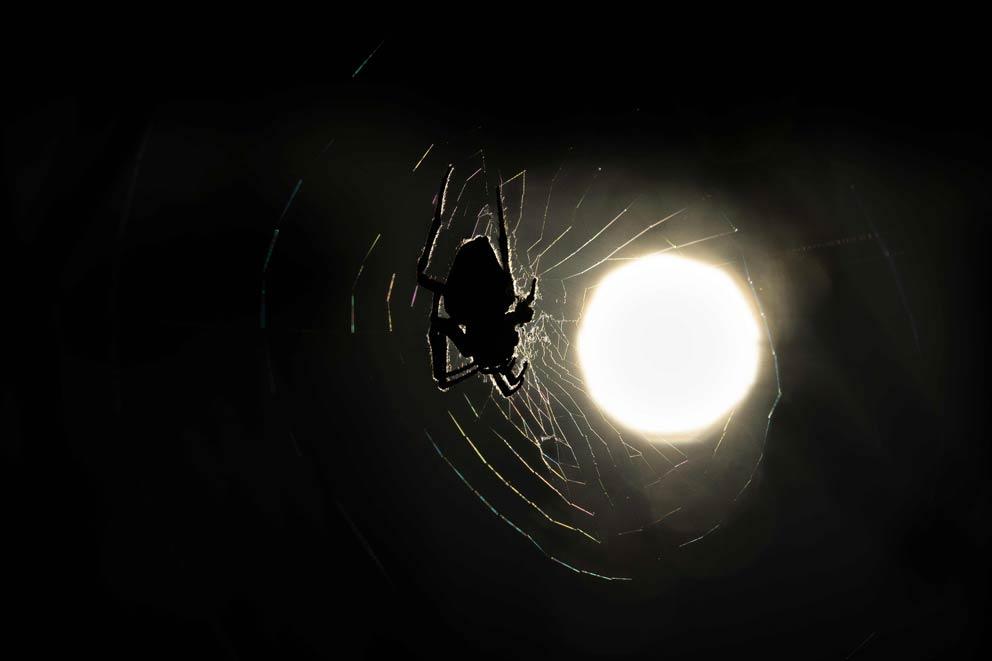 A spider on a large web with a low, rising sun behind.