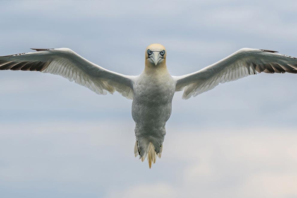 A gannet with wings outstretched in the air.