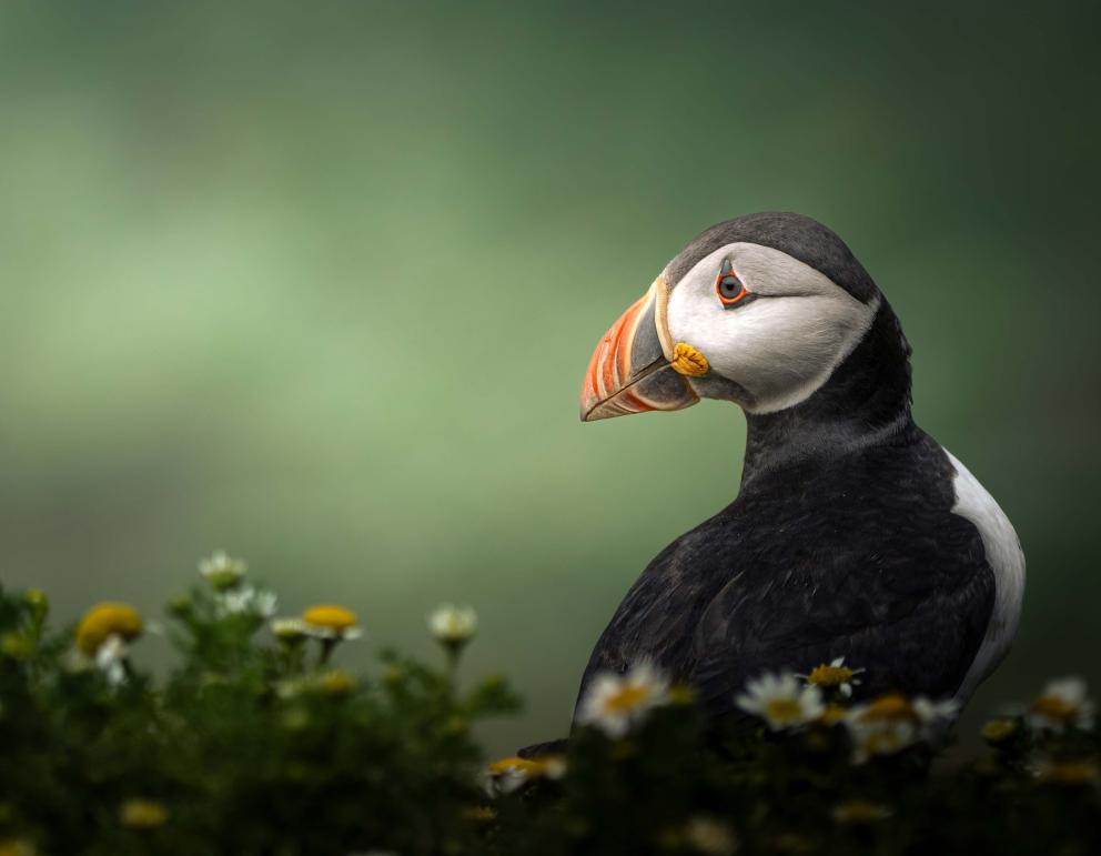 An adult puffin sitting among chamomile flowers.