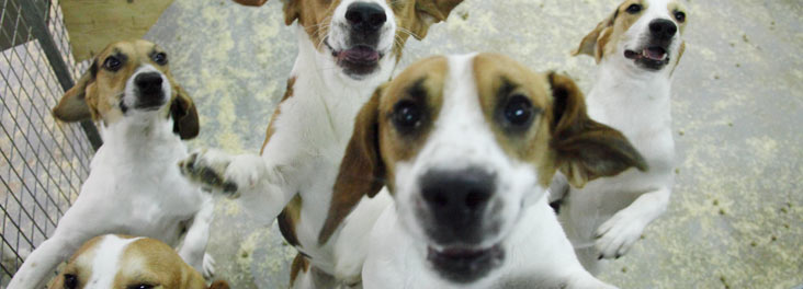 Research lab beagles © RSPCA photolibrary
