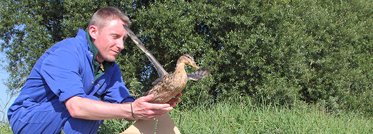 RSPCA Wildlife Assistant releasing adult Mallard Ducks back into natural habitat © RSPCA photolibrary