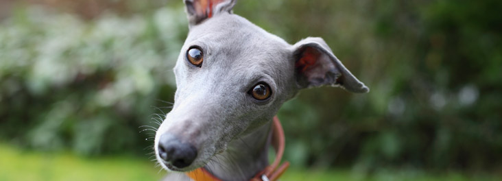 Portrait of single blue Whippet sitting outdoors © RSPCA photolibrary RSPCAPetInsuranceCompare