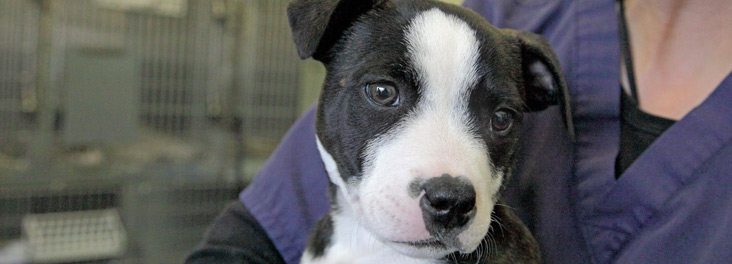 Single male Staffordshire bull terrier puppy © RSPCA photolibrary
