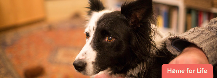 Border collie sitting with owner © RSPCA