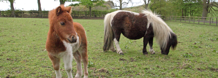 Four-week-old Minature Shetland Pony Sunny and adult Minature Shetland Pony Sherry © RSPCA photolibrary