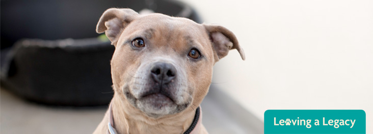 Staffy at RSPCA Rehoming Centre © RSPCA photolibrary