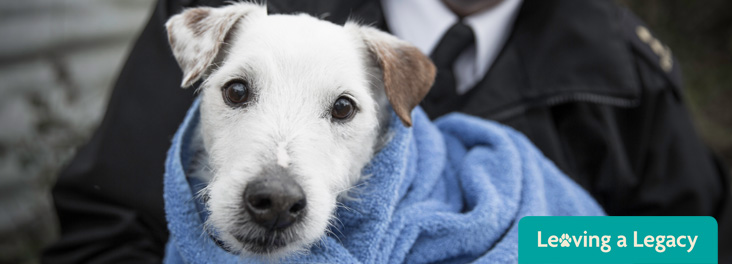 Terrier wrapped in towel being held by inspector © RSPCA photolibrary