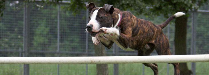 Staffordshire bull terrier dog performing agility trials © RSPCA photolibrary