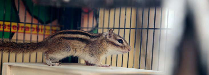 chipmunk looking out of cage © RSPCA