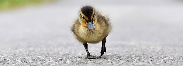 Duckling walking on the road