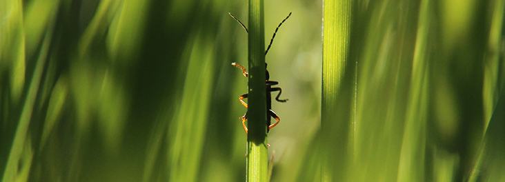 Close up of insect on a blade of grass