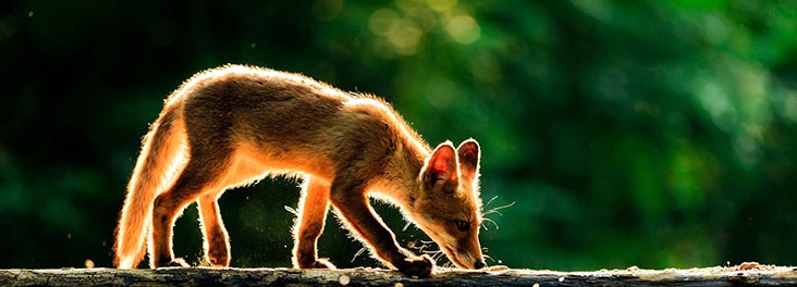 fox in setting sun