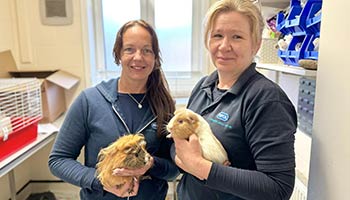 Staff from Leybourne Animal Centre have been caring for guinea pigs and now they're ready for a new home.