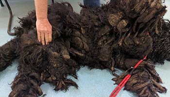 Barney the Russian Terrier being treated for severely matted fur after neglect from his owner.